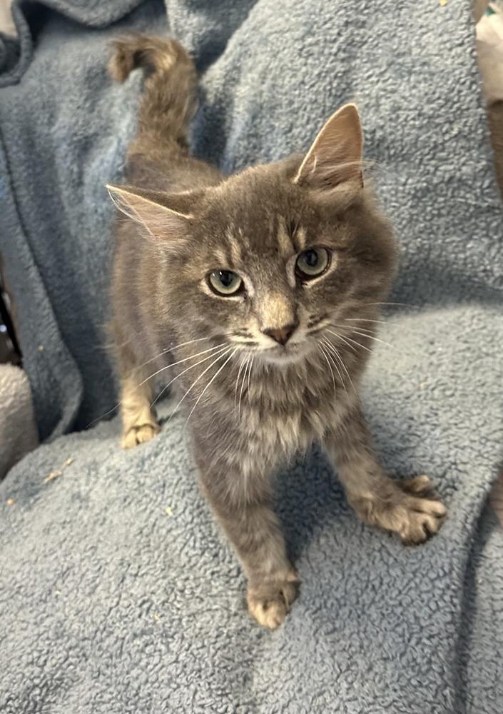 Enlarge Bowie, a Adoptable Domestic Medium Hair in Emerald Isle, NC image 2/4