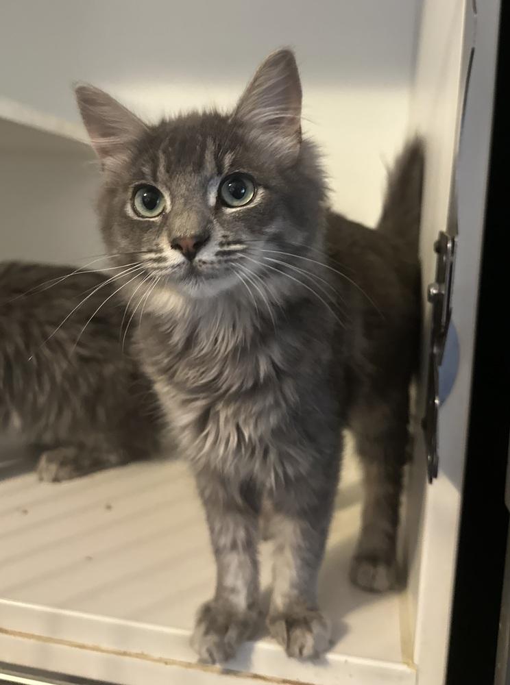 Enlarge Bowie, a Adoptable Domestic Medium Hair in Emerald Isle, NC image 3/4