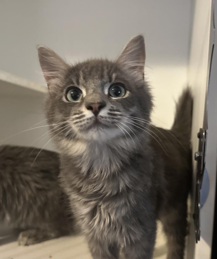 Enlarge Bowie, a Adoptable Domestic Medium Hair in Emerald Isle, NC image 4/4