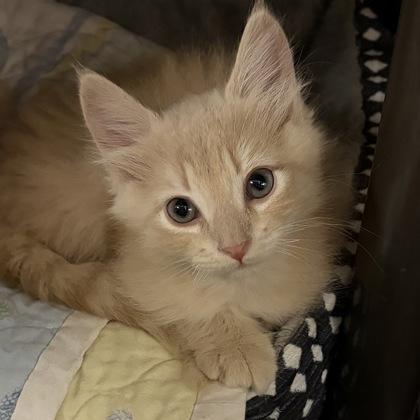 Enlarge Pee Wee, an adopted Domestic Short Hair in North Myrtle Beach, SC image 3/4