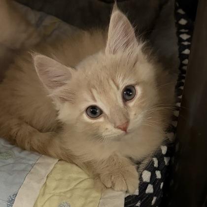 Enlarge Pee Wee, an adopted Domestic Short Hair in North Myrtle Beach, SC image 2/4