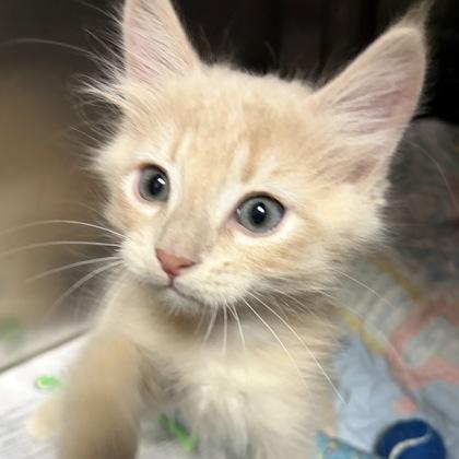 Enlarge Pee Wee, an adopted Domestic Short Hair in North Myrtle Beach, SC image 4/4