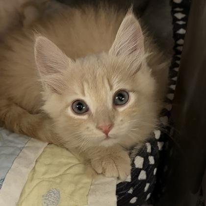Pee Wee, adopted, Young Male Domestic Short Hair.