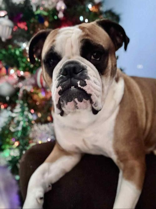 Brody, adopted, Adult Male English Bulldog & Boxer.