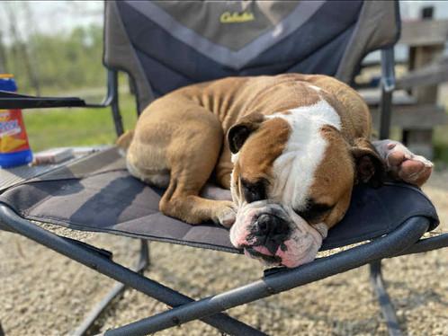 Brody, adopted, Adult Male English Bulldog & Boxer.