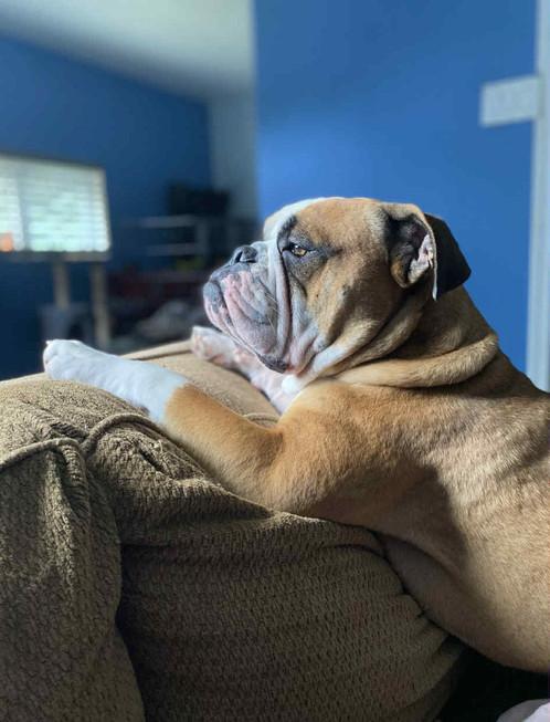 Enlarge Brody, an adopted mixed breed in Crystal City, MB image 4/6