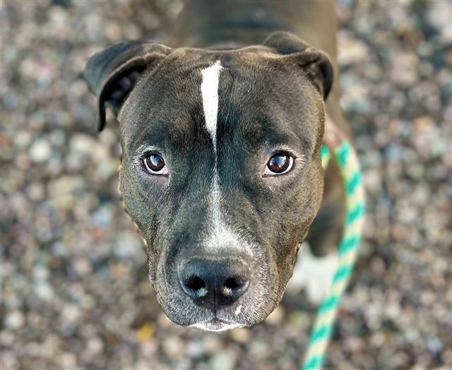 HAPPINY*, Adoptable, Adult Female Pit Bull Terrier & Mixed Breed.