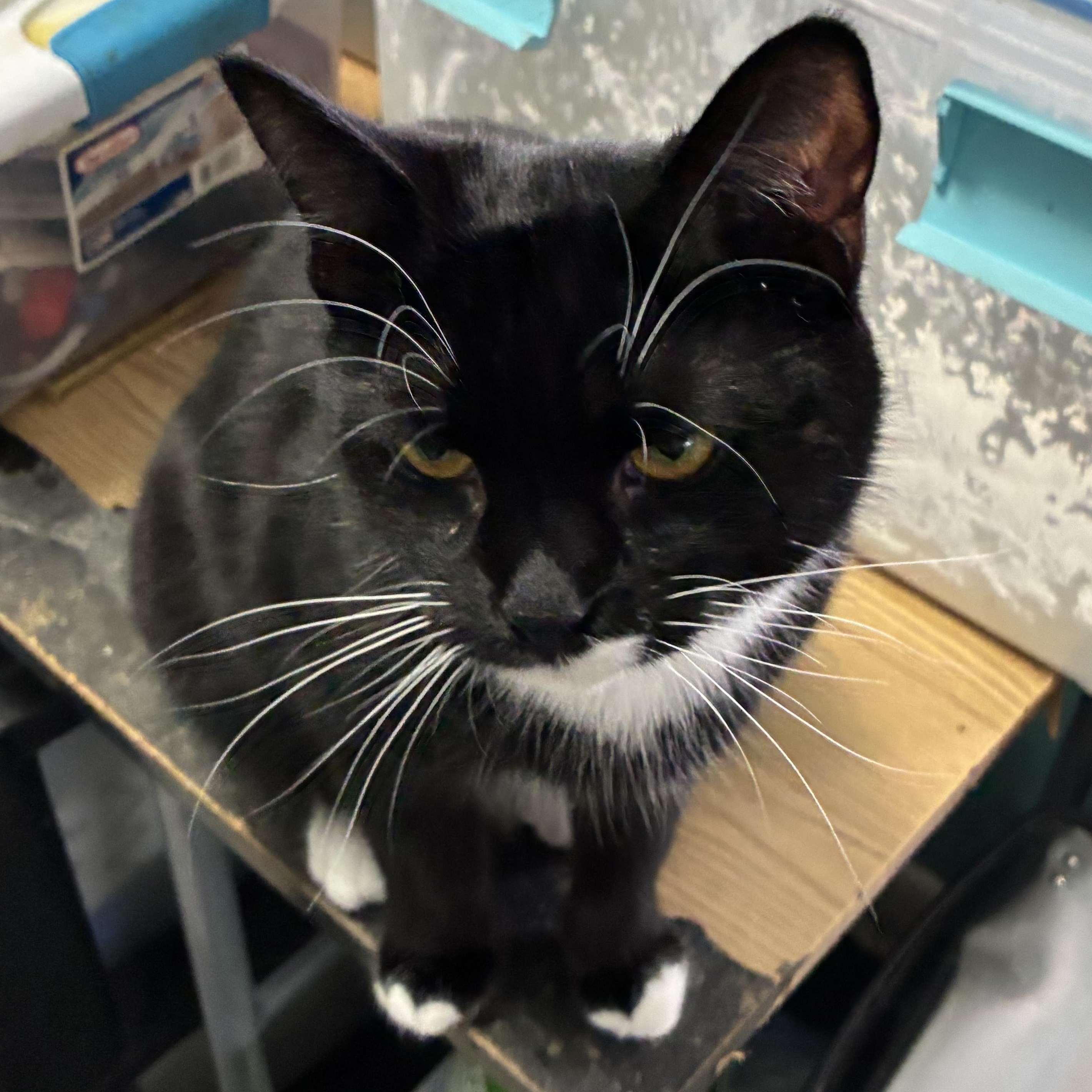 Rollo, a ADOPTABLE mixed breed in Stahlstown, PA image 1/4