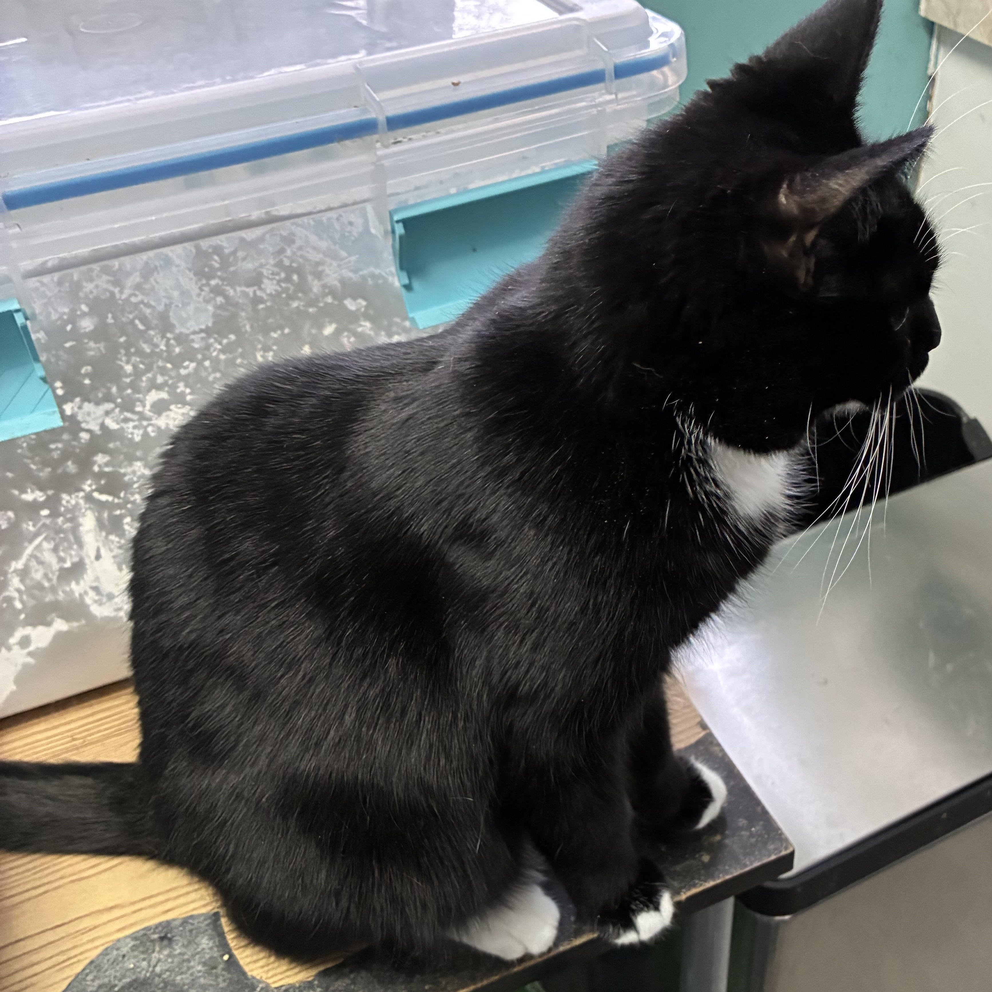 Rollo, ADOPTABLE, Young Female Domestic Short Hair & Tuxedo.