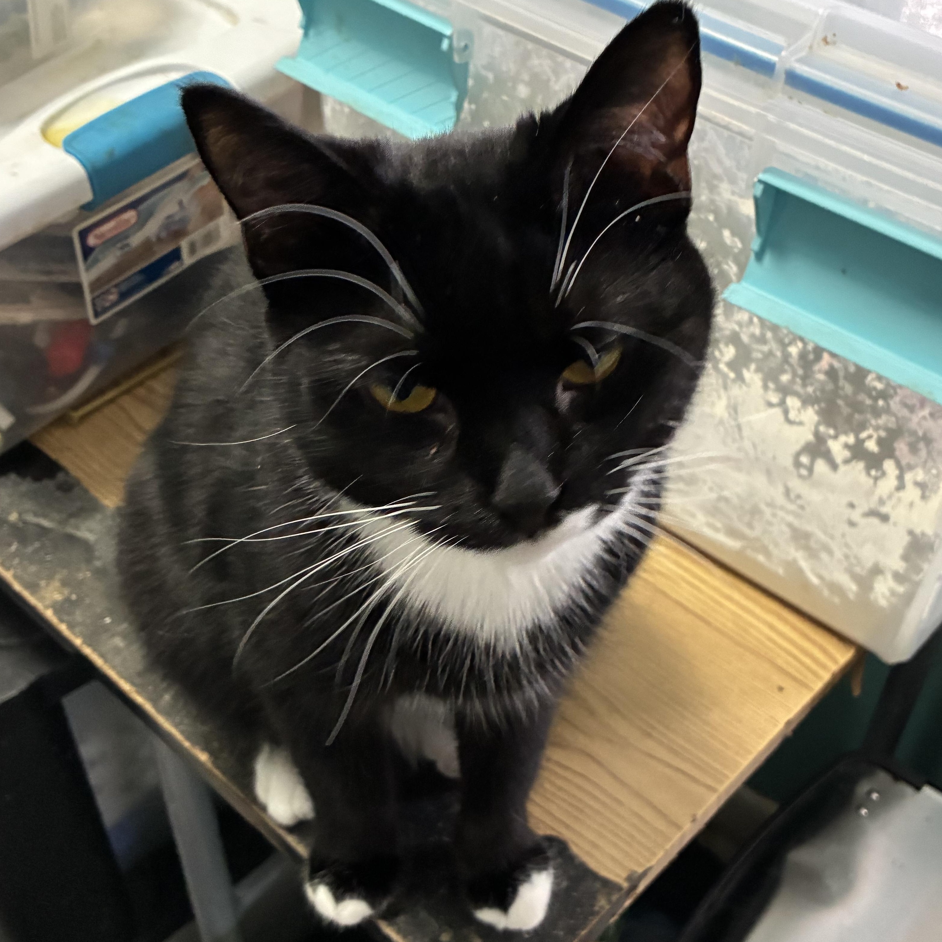 Rollo, a ADOPTABLE mixed breed in Stahlstown, PA image 3/4