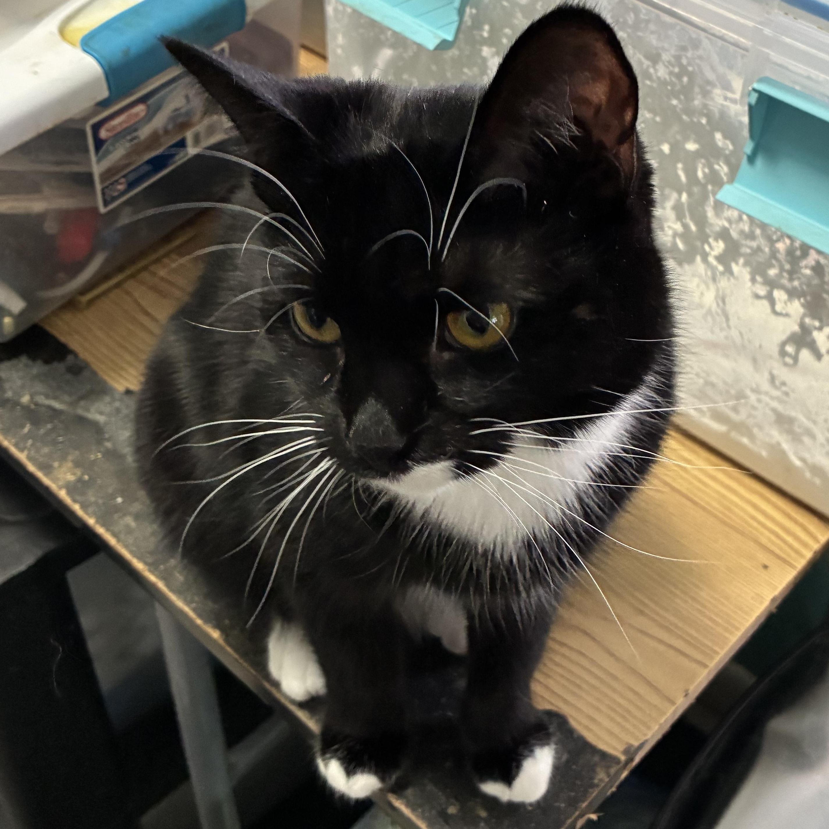 Rollo, a ADOPTABLE mixed breed in Stahlstown, PA image 4/4