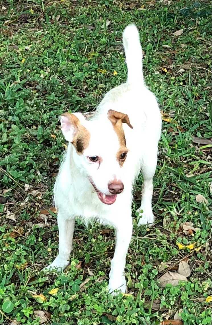 Enlarge OSCAR, a Adoptable Jack Russell Terrier in Royal Palm Beach, FL image 1/2