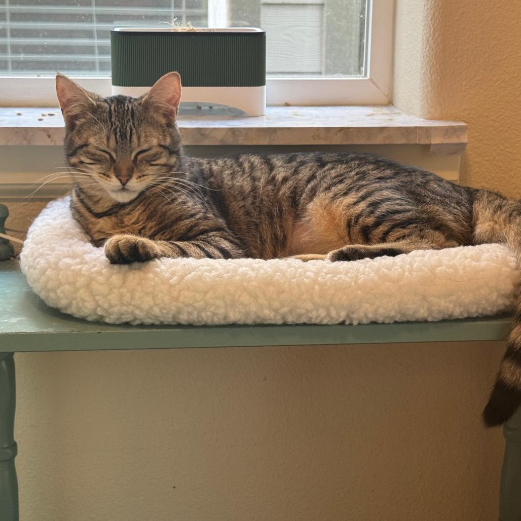 Alien, Adoptable, Young Female Domestic Short Hair.