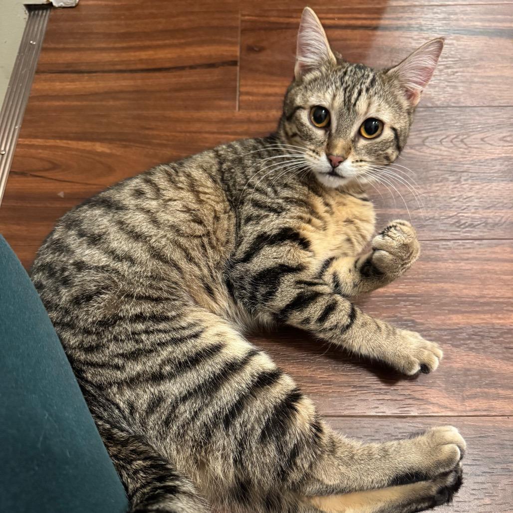 Alien, Adoptable, Kitten Female Domestic Short Hair.