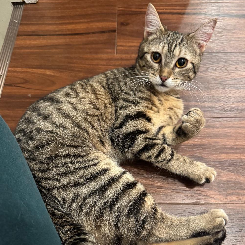 Alien, a Adoptable Domestic Short Hair in Washougal, WA image 2/4