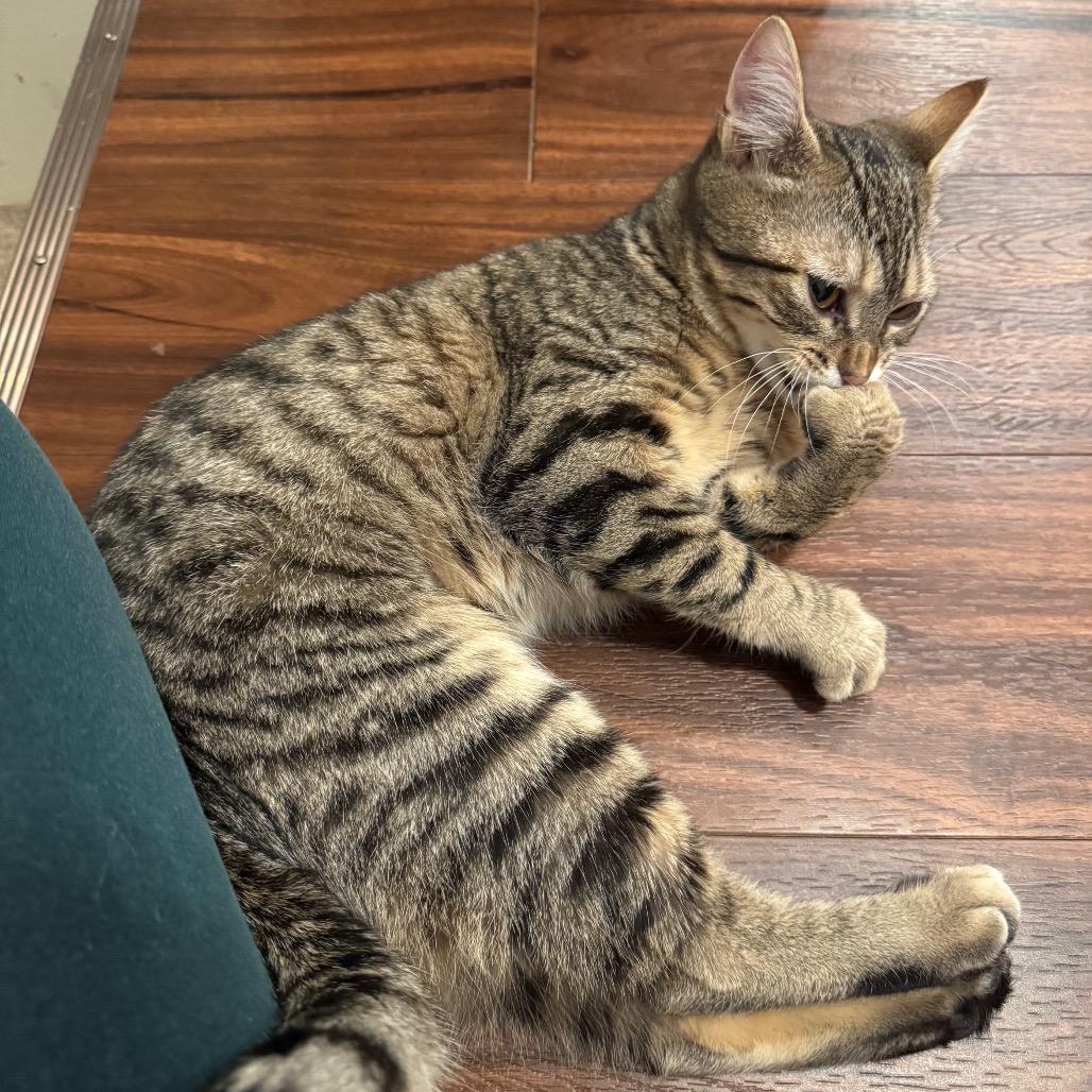 Enlarge Alien, a Adoptable Domestic Short Hair in Washougal, WA image 2/3