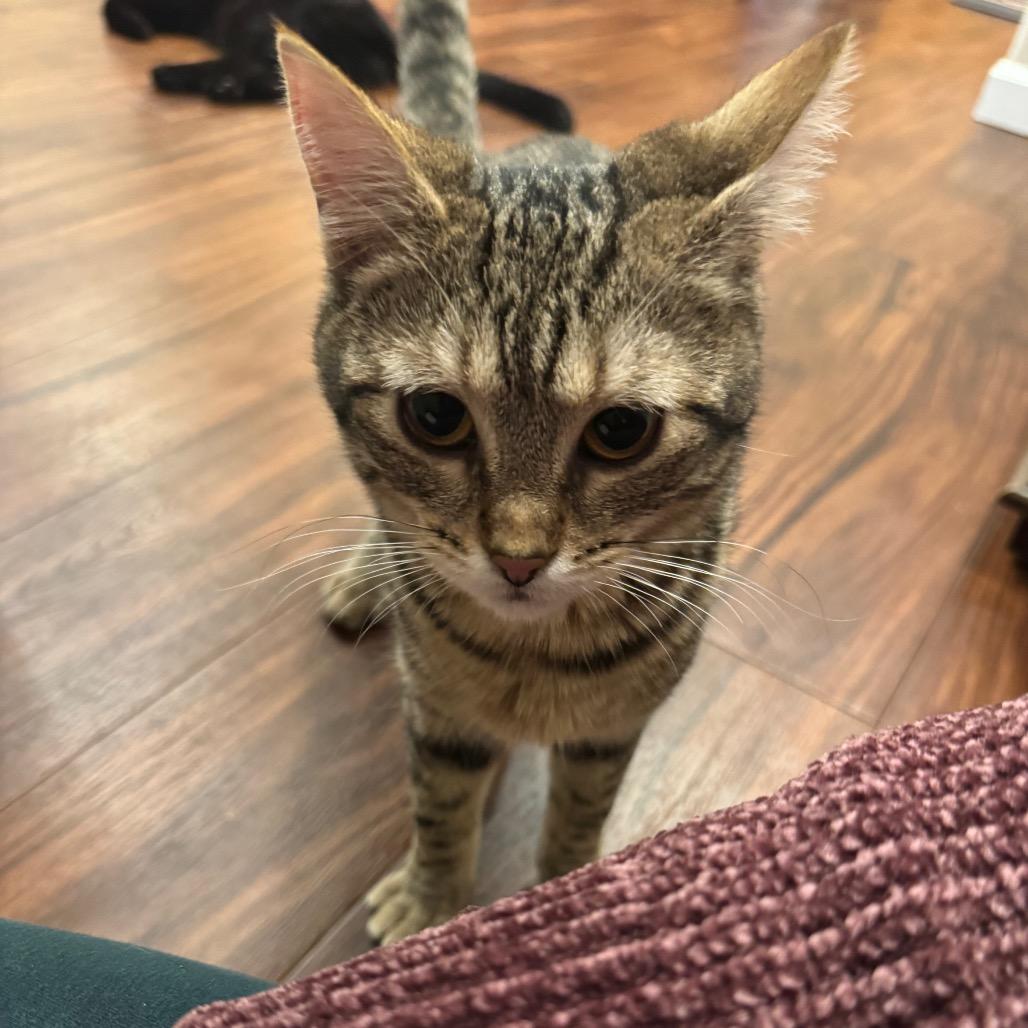 Enlarge Alien, a Adoptable Domestic Short Hair in Washougal, WA image 3/3