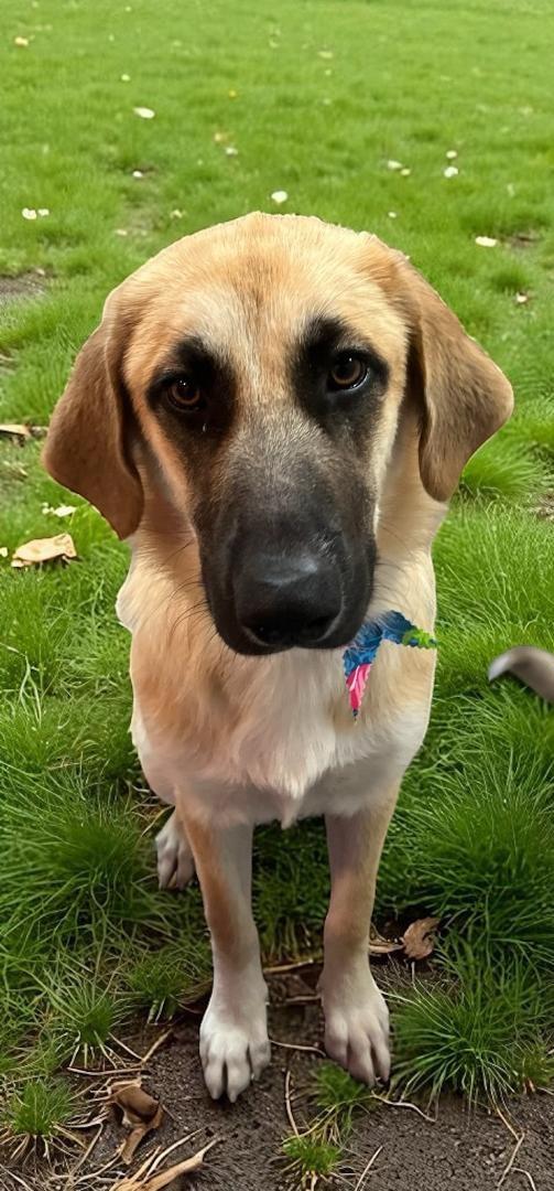 AUBREY, a Adopted mixed breed in Terrell, TX image 3/5