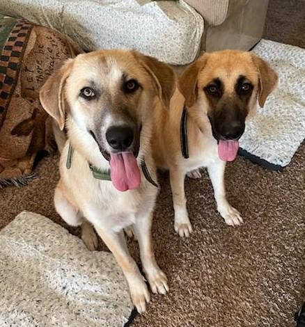 AUBREY, a Adopted mixed breed in Terrell, TX image 4/5