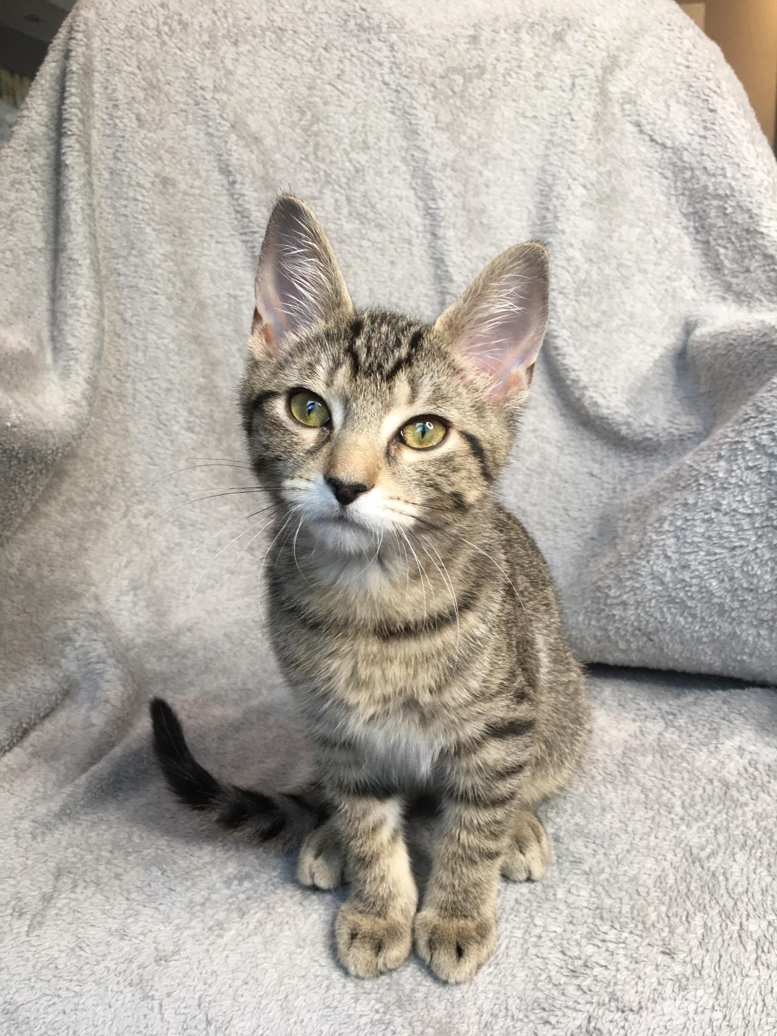 Remi, Adoptable, Young Male Tabby.
