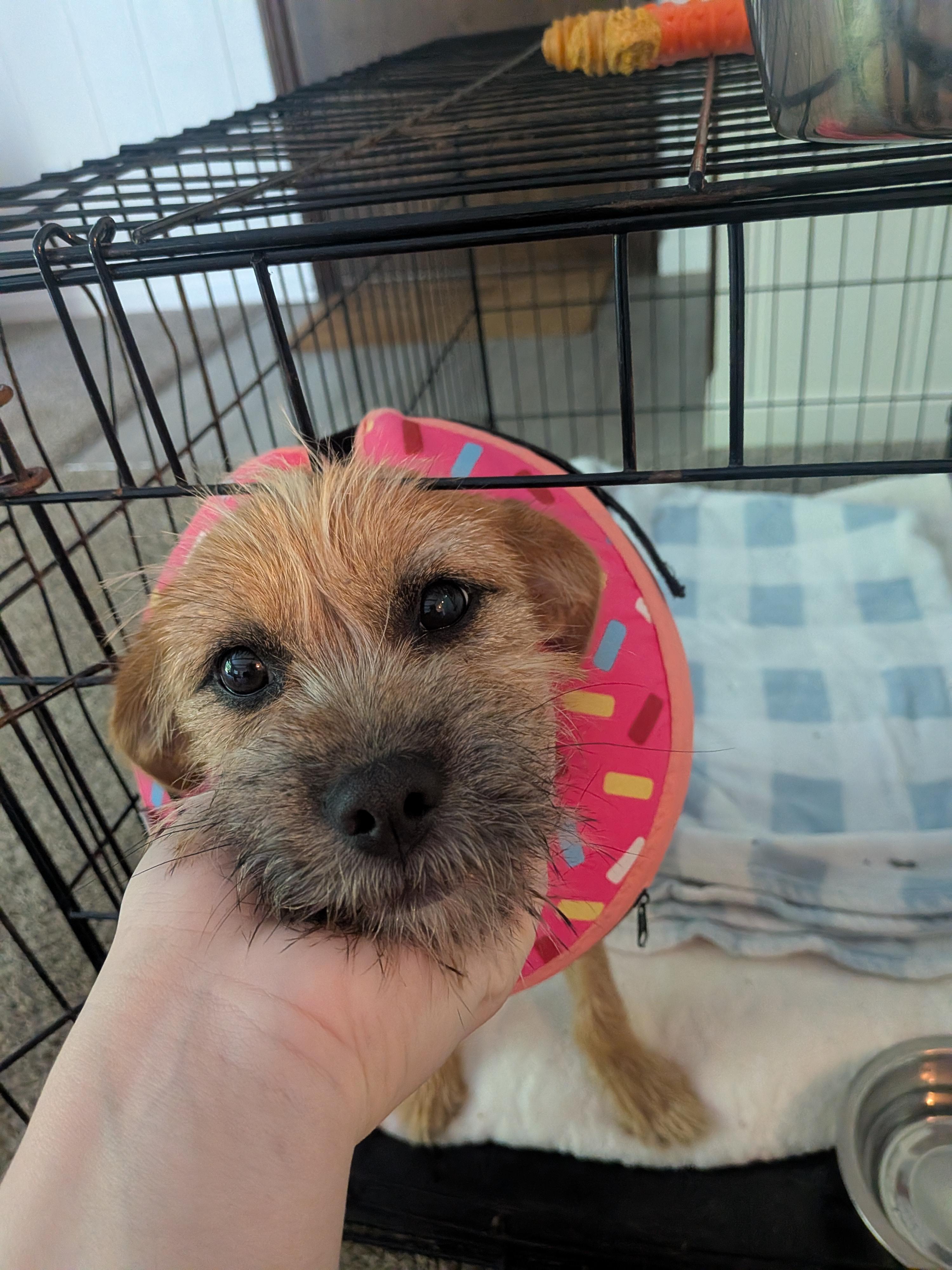 Caliper, a Adopted Irish Terrier in Grand Rapids, MI image 1/3