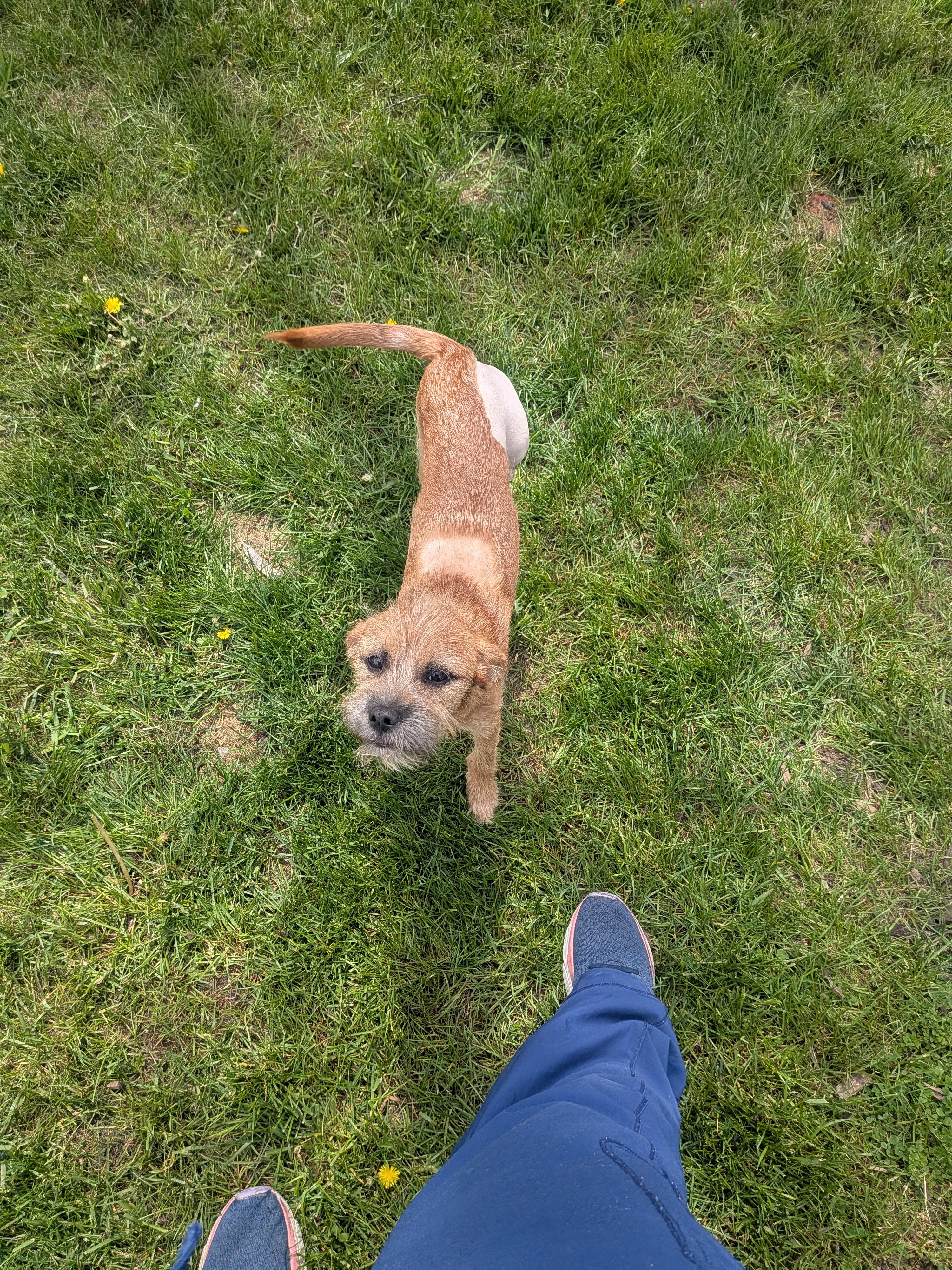 Caliper, a Adopted Irish Terrier in Grand Rapids, MI image 2/3