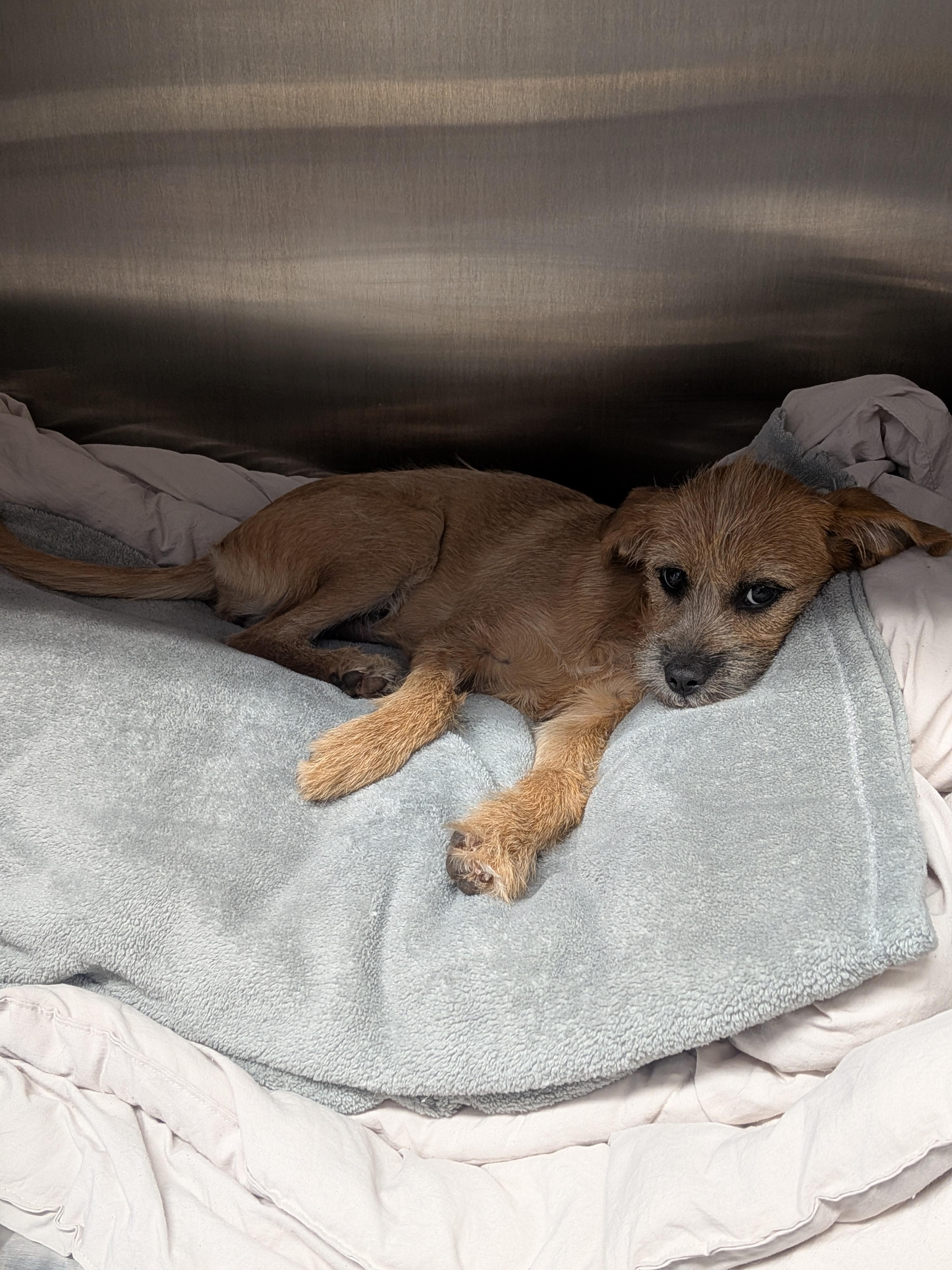 Caliper, a Adopted Irish Terrier in Grand Rapids, MI image 3/3
