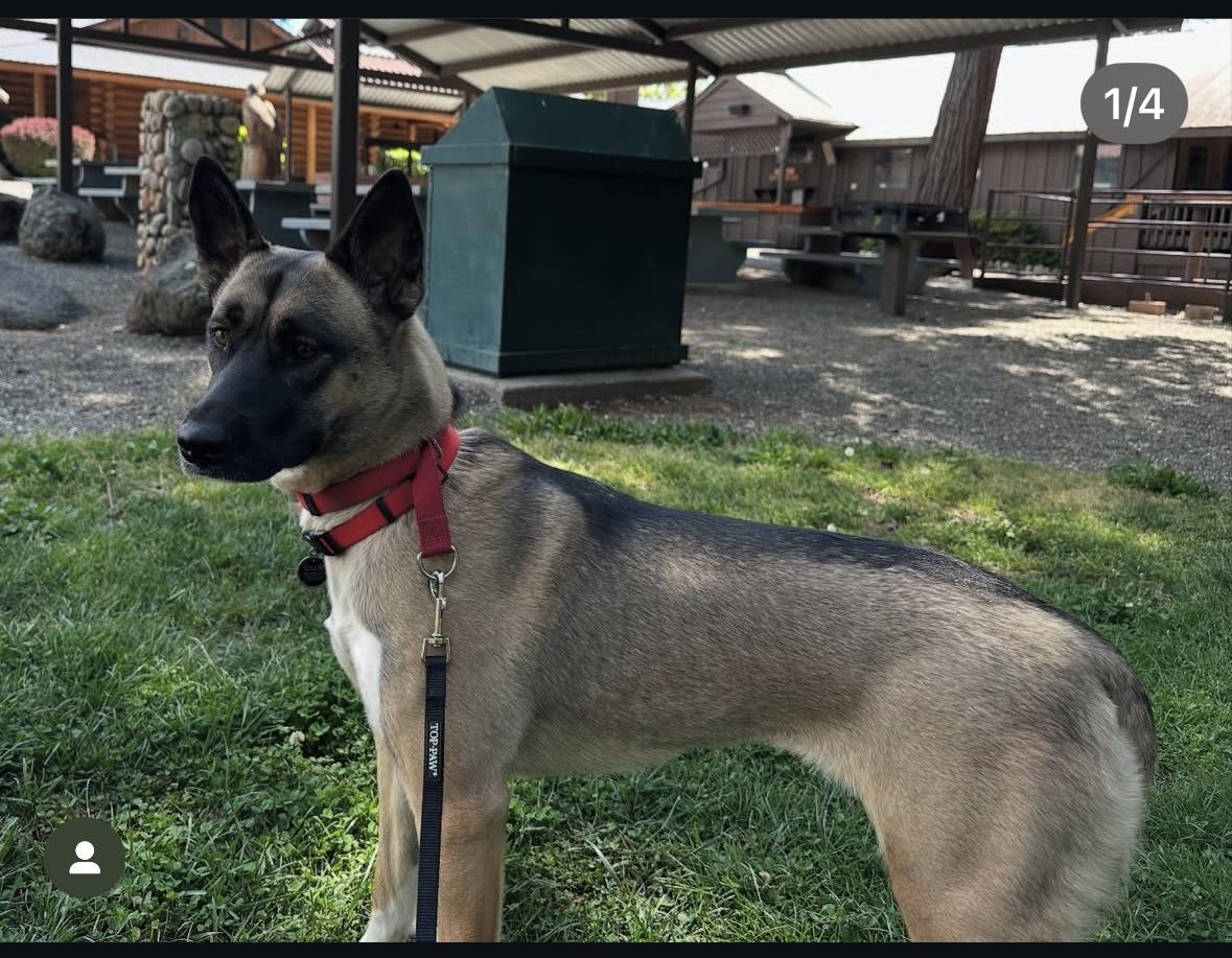 Ollie, a Adoptable mixed breed in Hayward, CA image 2/6