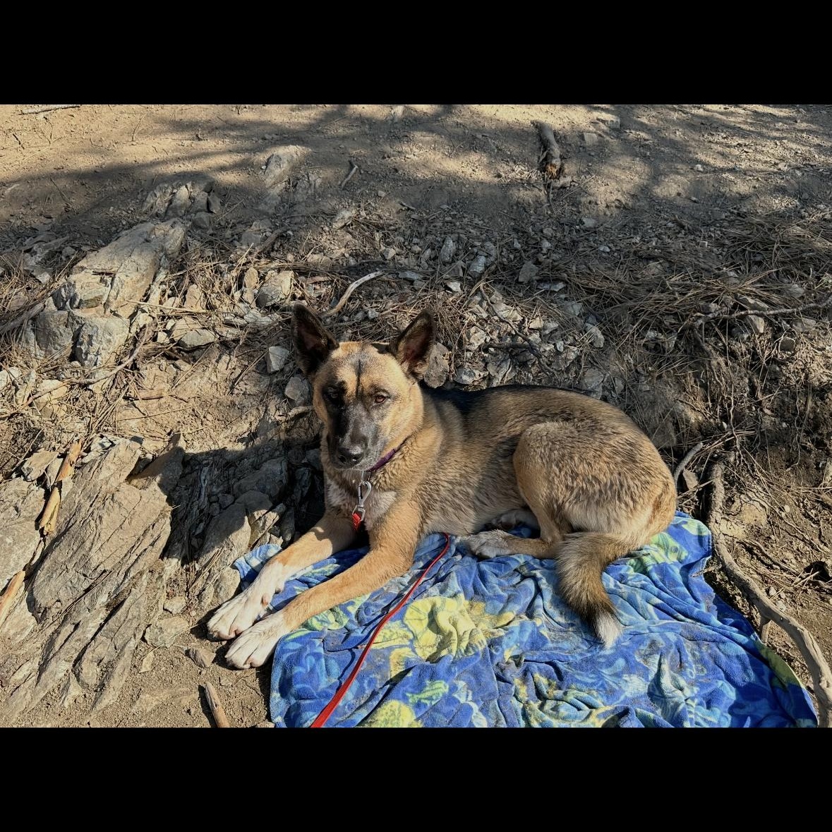 Ollie — thumbnail 2