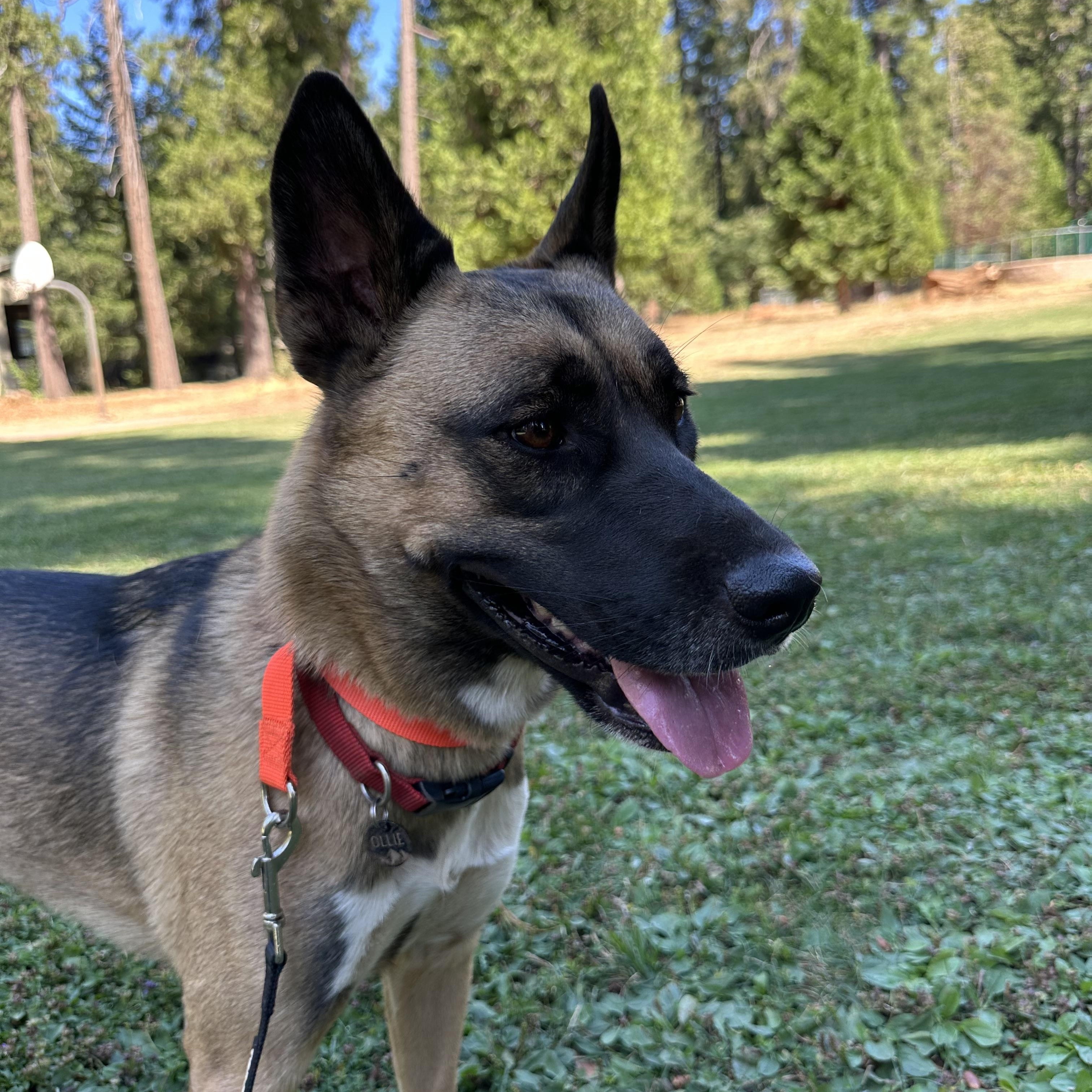 Enlarge Ollie, a Adoptable mixed breed in Truckee, CA image 6/6