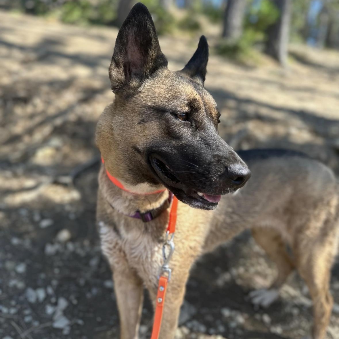 Ollie, a Adoptable mixed breed in Hayward, CA image 4/6