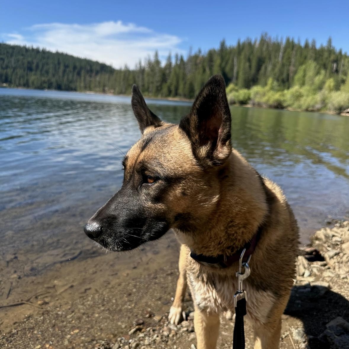 Ollie — thumbnail 4