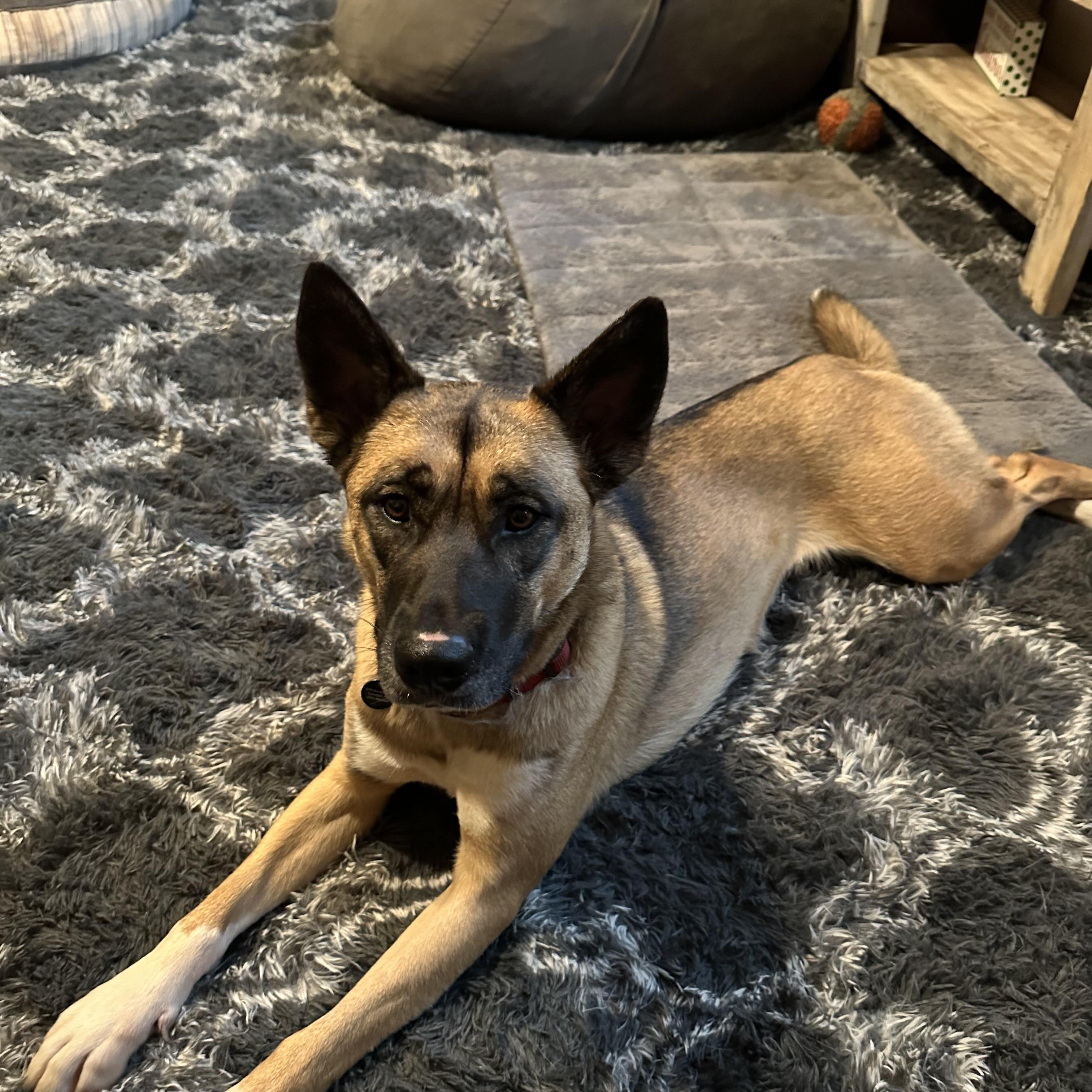 Enlarge Ollie, a Adoptable mixed breed in Truckee, CA image 2/6