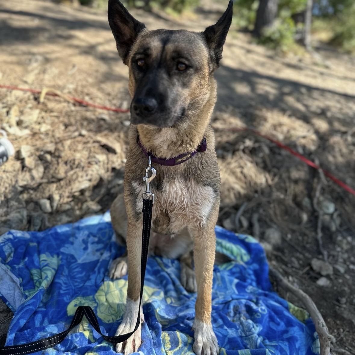 Ollie, a Adoptable mixed breed in Hayward, CA image 1/6