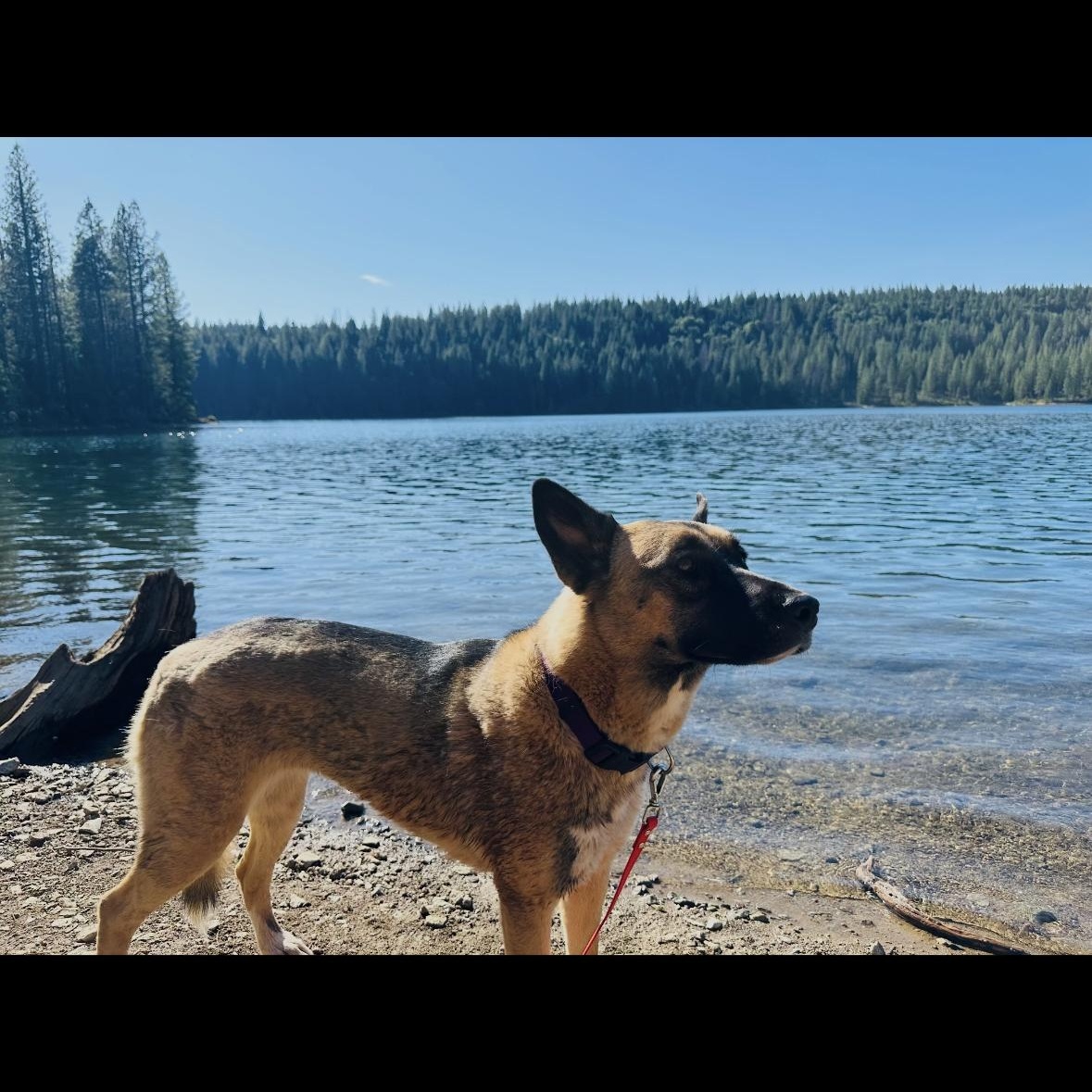 Ollie — thumbnail 6