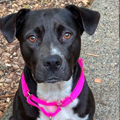 Enlarge ALPHARETTA - Serena, a Adoptable mixed breed in Alpharetta, GA image 1/2