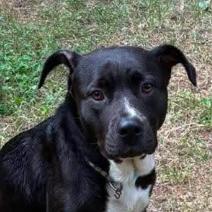 Enlarge ALPHARETTA - Serena, a Adoptable mixed breed in Alpharetta, GA image 2/2