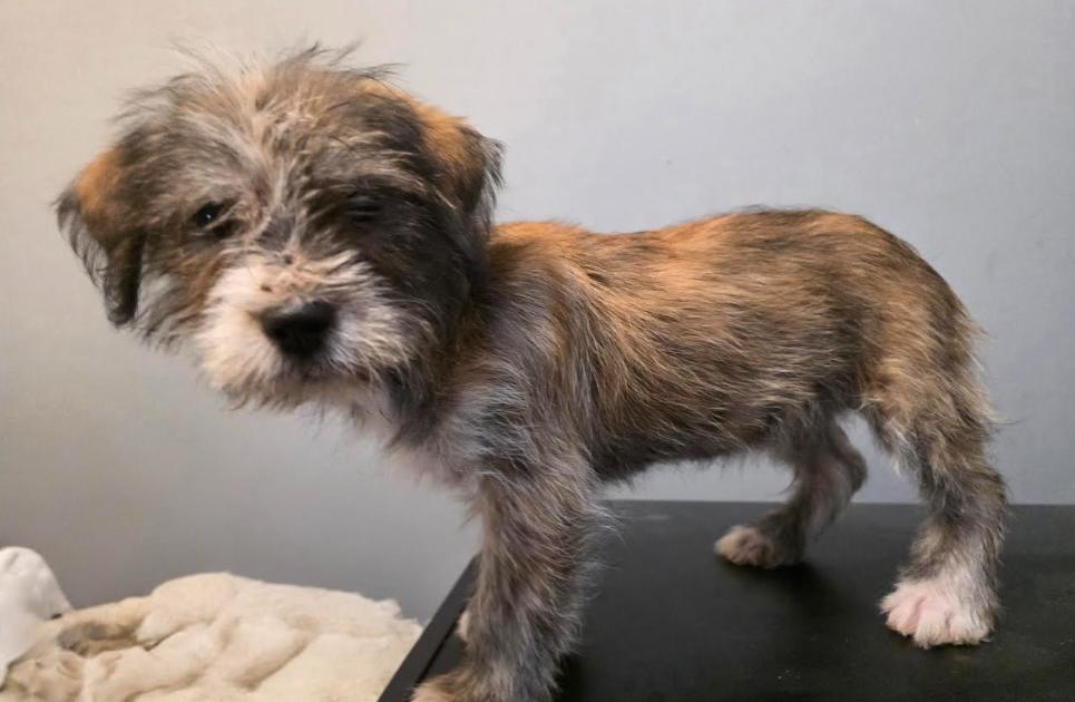 Enlarge Banjo, a Adoptable mixed breed in Milwaukee, WI image 2/5
