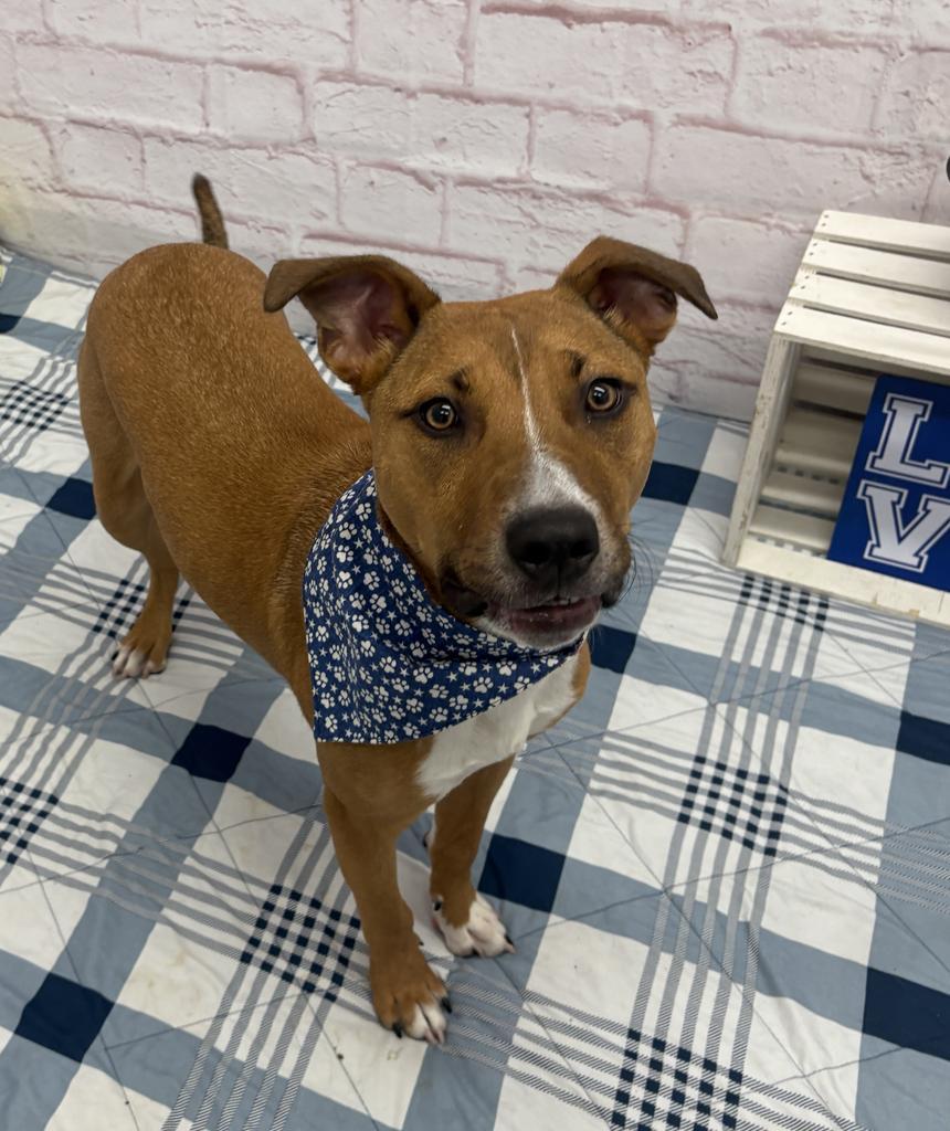 Norm Maclean, Adoptable, Young Male Boxer & Hound.