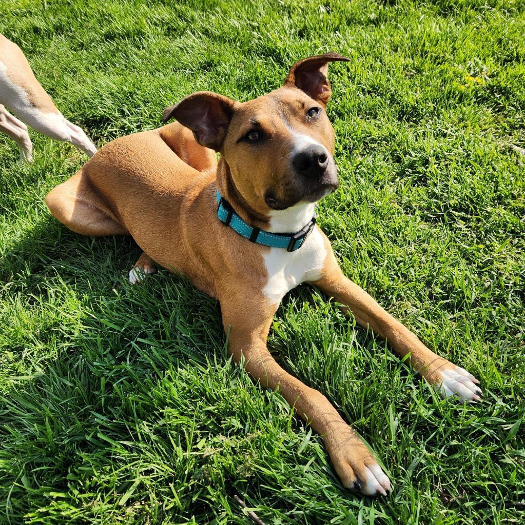Enlarge Norm Maclean, a Adoptable mixed breed in Detroit, MI image 2/6