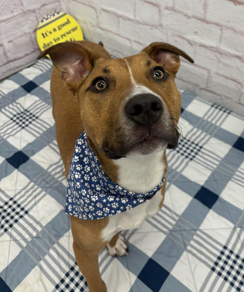 Enlarge Norm Maclean, a Adoptable mixed breed in Detroit, MI image 3/6