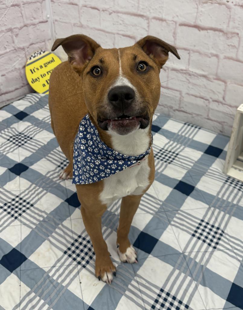 Enlarge Norm Maclean, a Adoptable mixed breed in Detroit, MI image 4/6