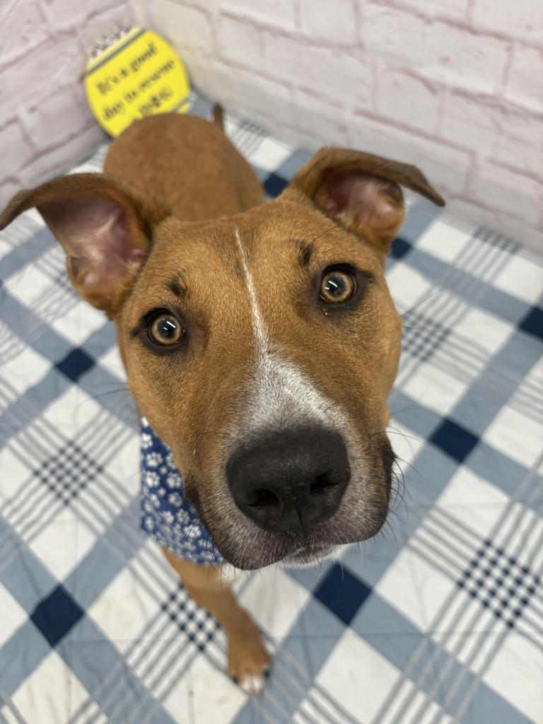 Enlarge Norm Maclean, a Adoptable mixed breed in Detroit, MI image 5/6