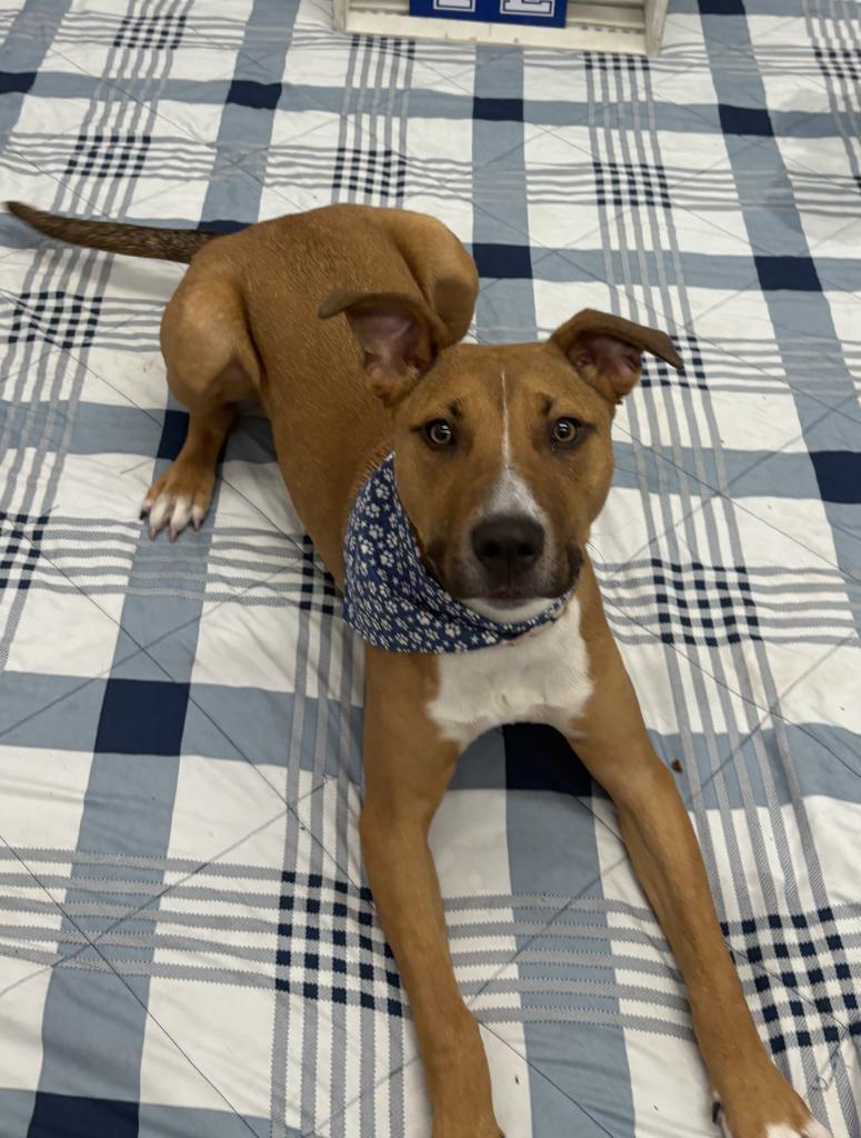 Enlarge Norm Maclean, a Adoptable mixed breed in Detroit, MI image 6/6