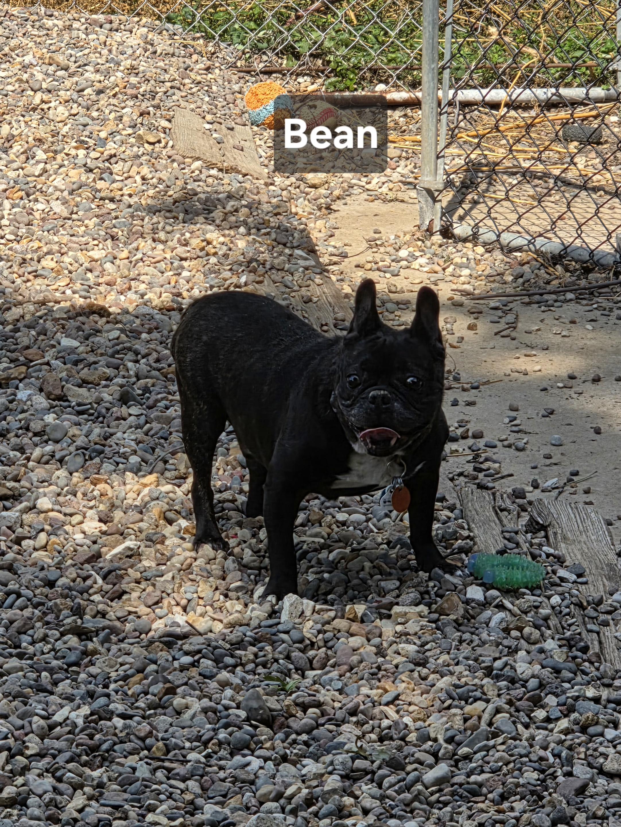Enlarge Bean, a Adoptable French Bulldog in Wever, IA image 4/5