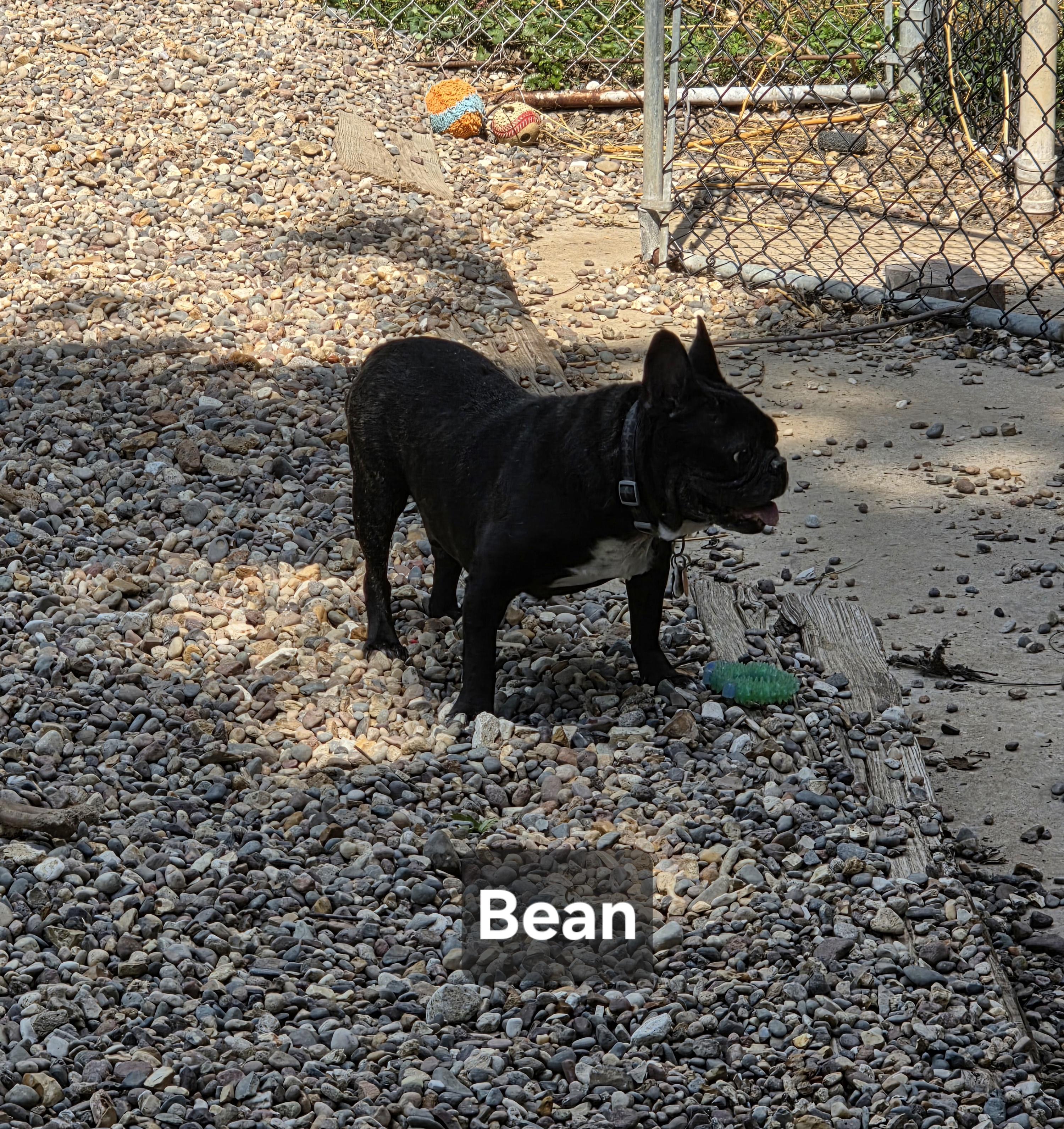 Enlarge Bean, a Adoptable French Bulldog in Wever, IA image 2/5