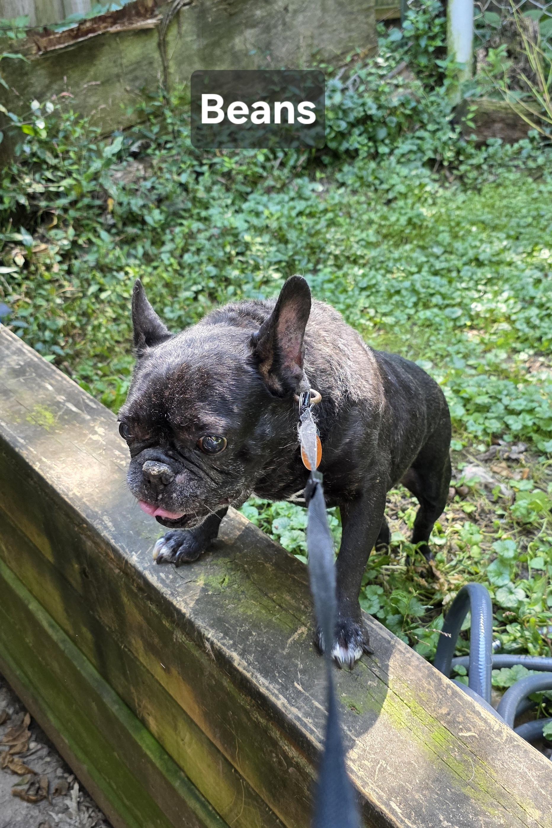Enlarge Bean, a Adoptable French Bulldog in Wever, IA image 3/5