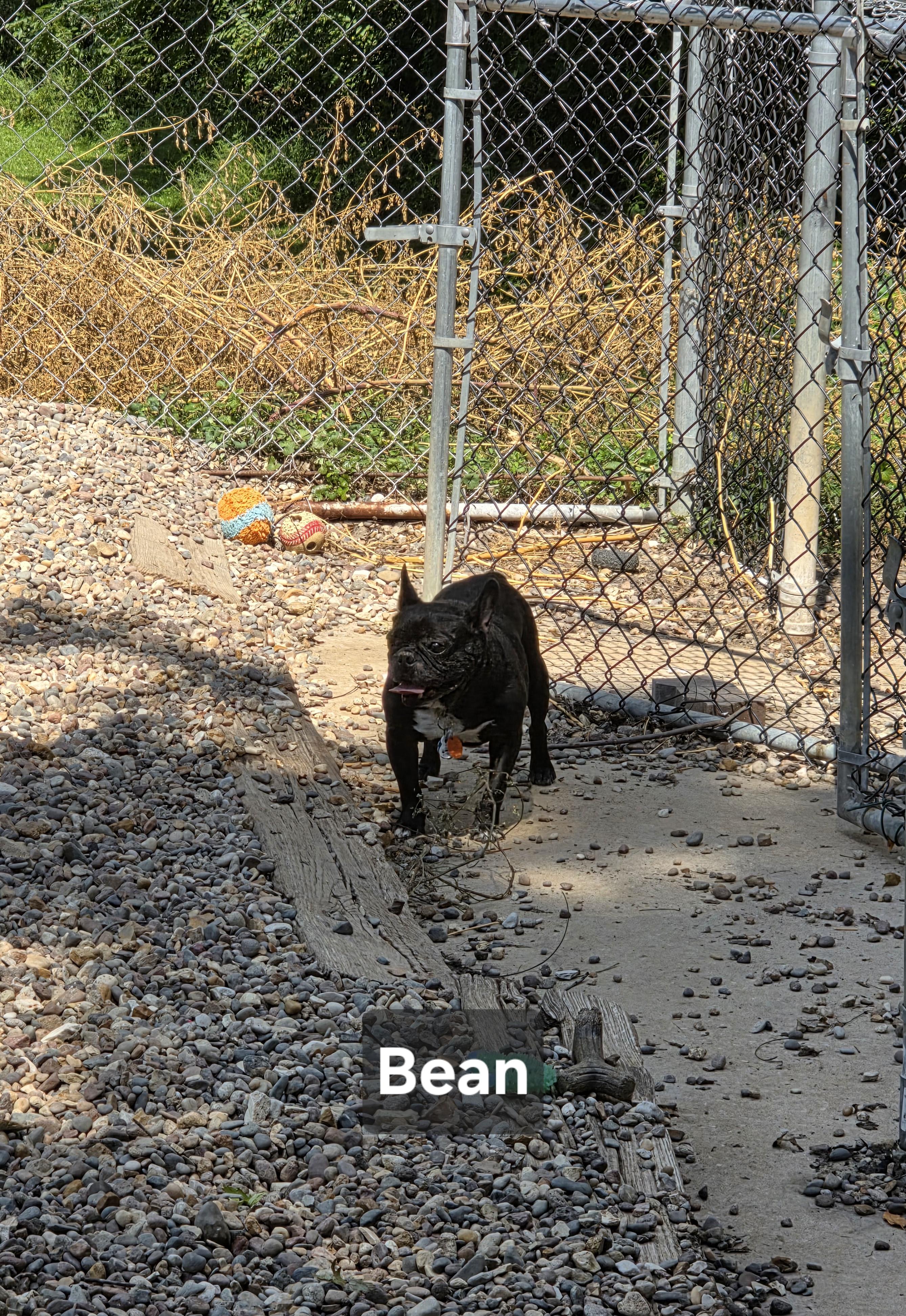 Enlarge Bean, a Adoptable French Bulldog in Wever, IA image 5/5