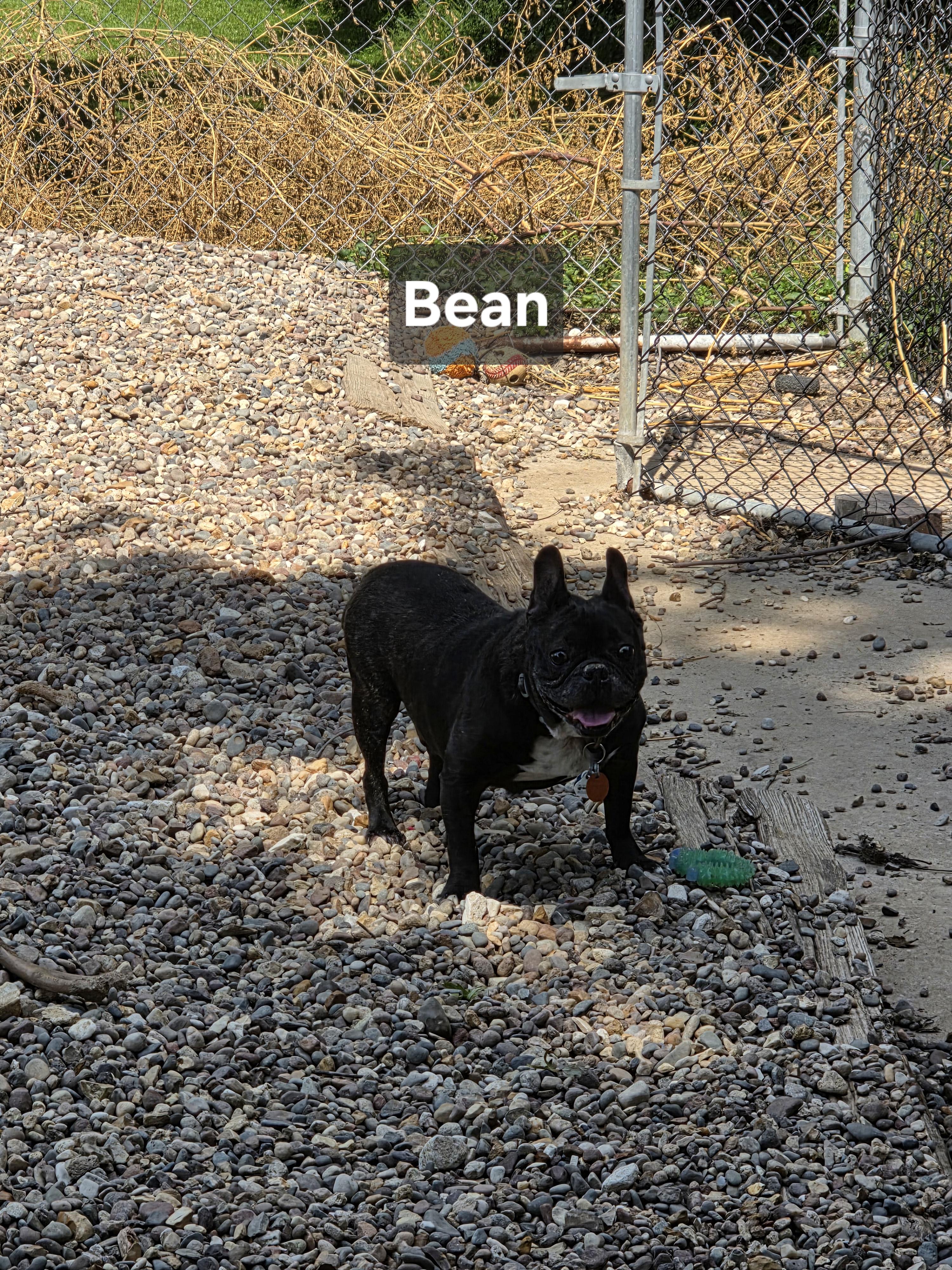 Enlarge Bean, a Adoptable French Bulldog in Wever, IA image 1/5