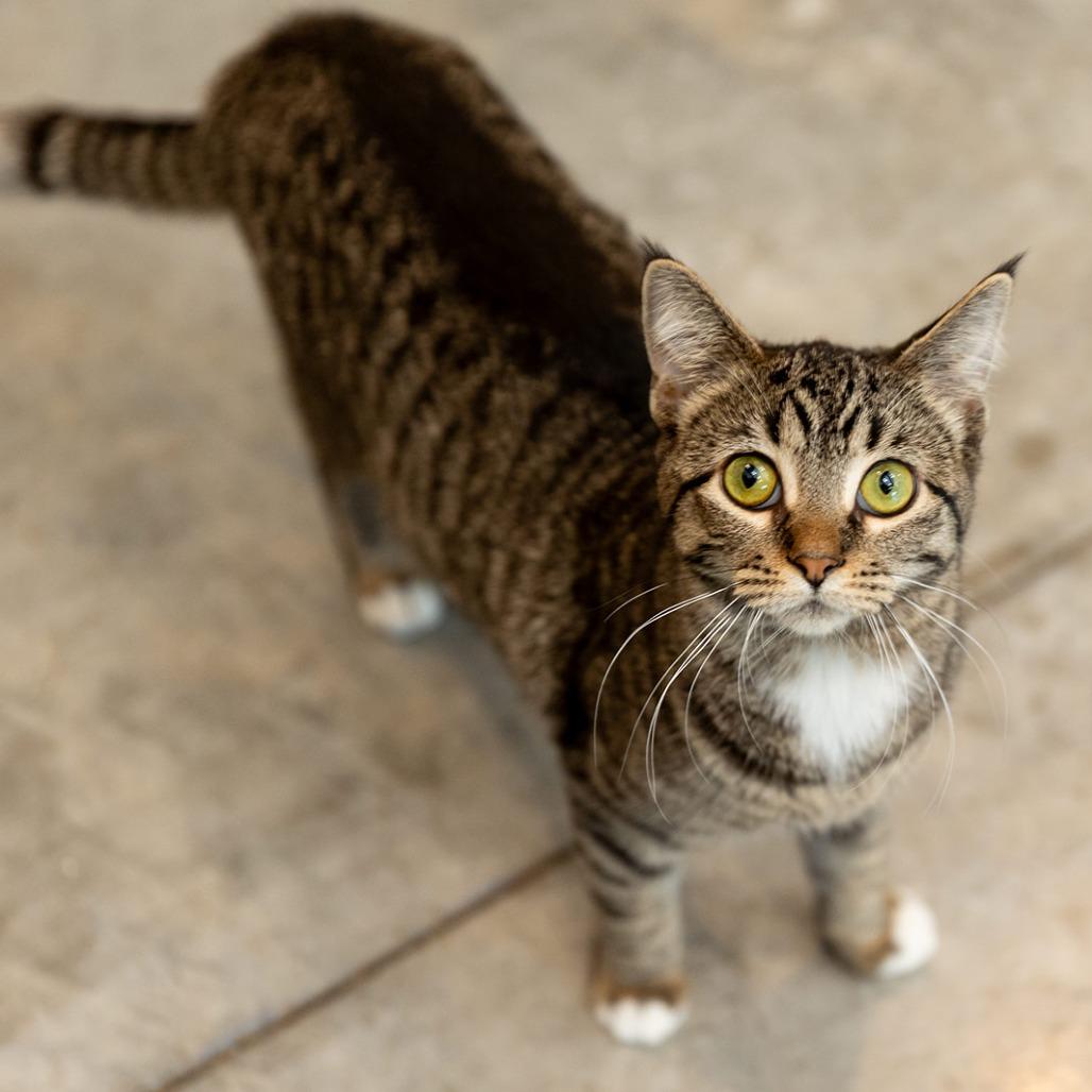 J.C. (bonded w/Elizabeth), Adoptable, Young Female Domestic Short Hair.